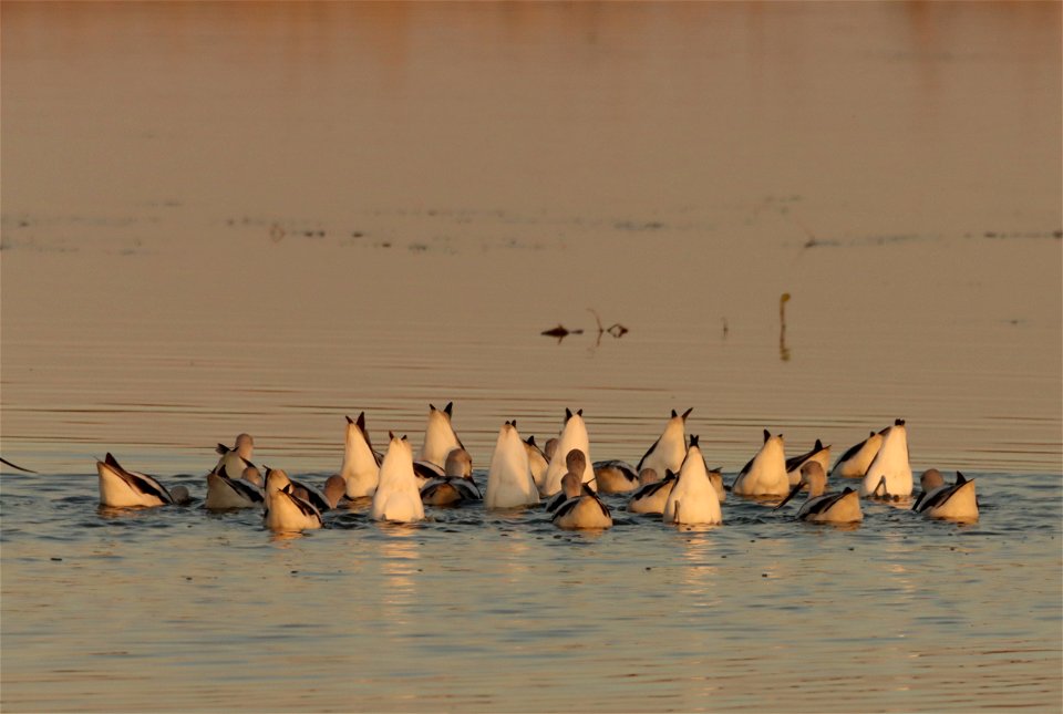 Fall Plumage American Avocets Huron Wetland Management District
