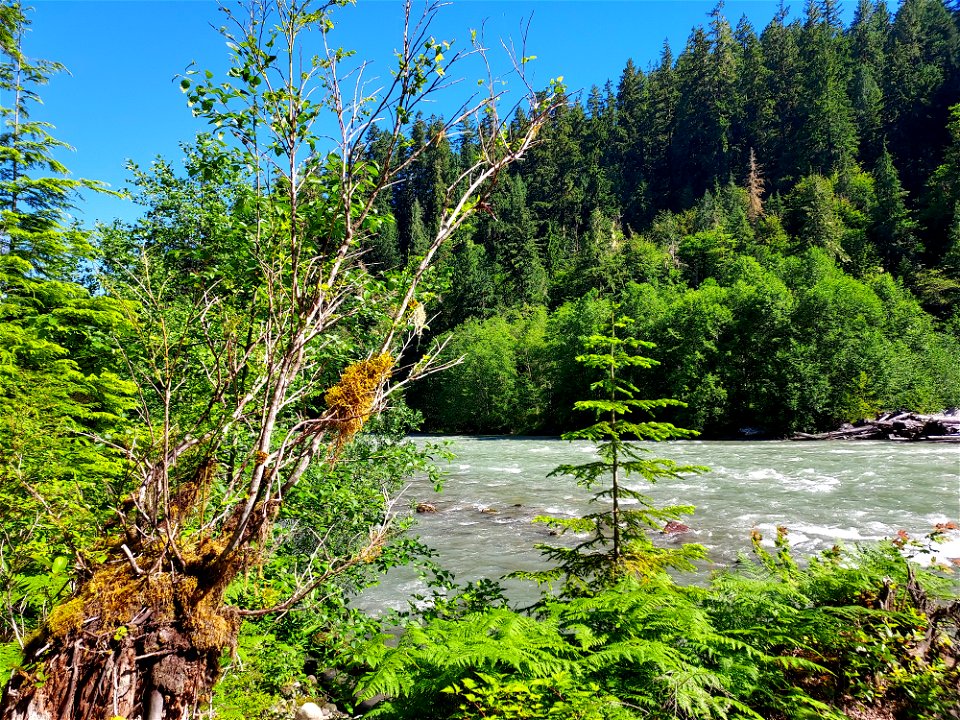 Sauk River from the Old Sauk Trail, Mt. Baker-Snoqualmie National Forest. Photo by Anne Vassar June 22, 2021.
