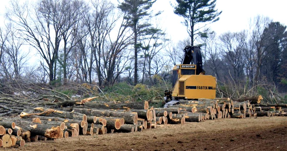 Tree Harvest photo