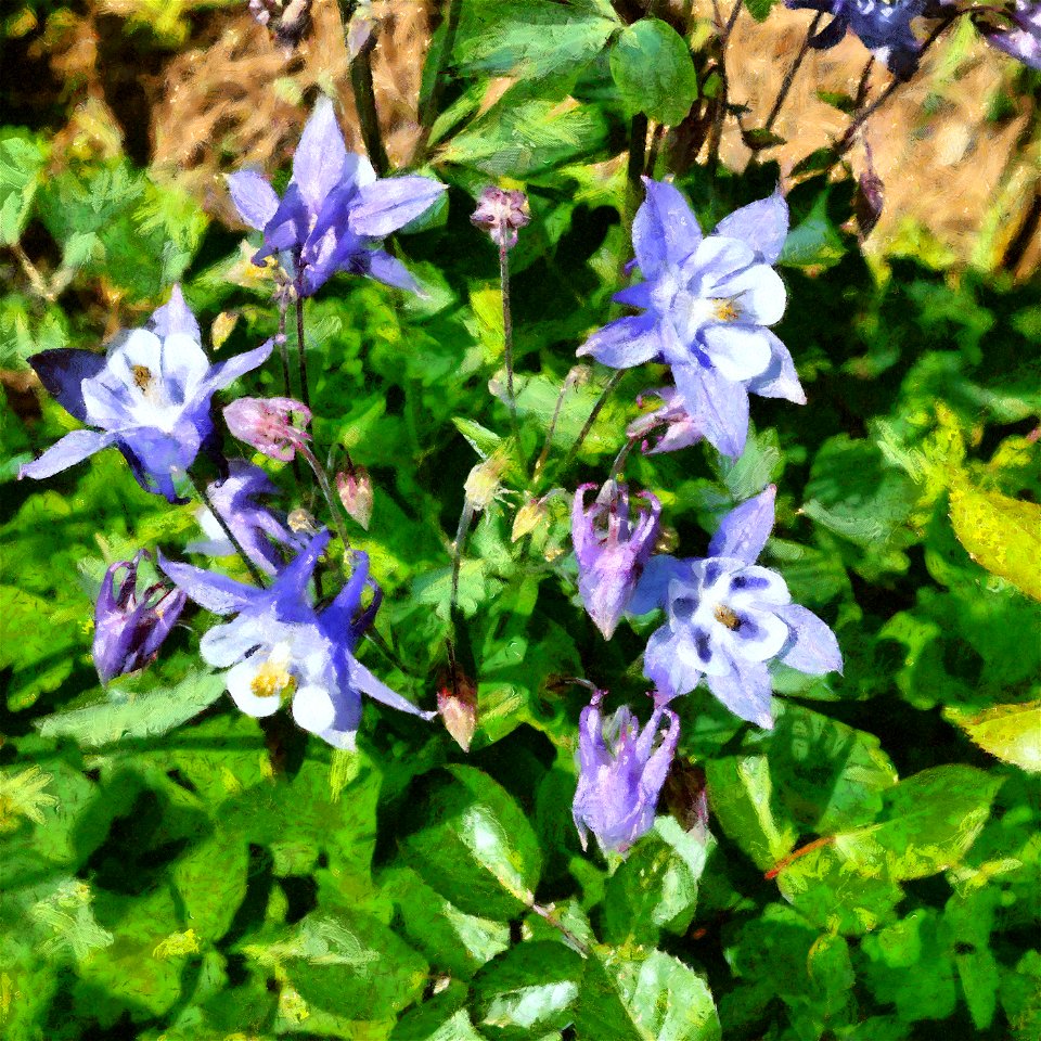 floral_DAP_Camille