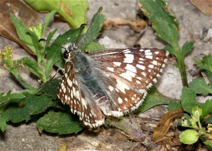 CHECKERED-SKIPPER, WHITE (Pyrgus albescens) (02-27-2023) national butterfly center, mission, hidalgo co, tx -01