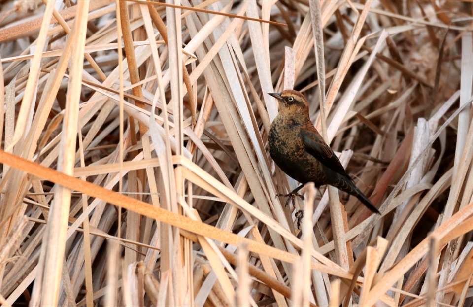 Rusty Blackbird Huron Wetland Management District South Dakota