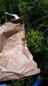 Spurge Beetle Release Lake Andes Wetland Management District South Dakota photo
