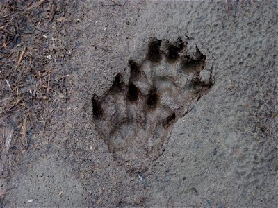 River otter tracks