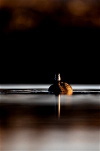 Blue-winged teal