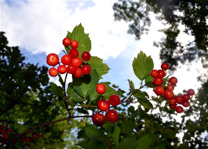 Highbush Cranberry Fruit