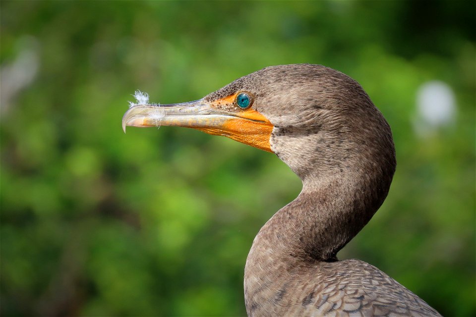 Double-crested Cormorant