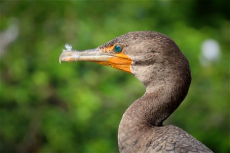 Double-crested Cormorant