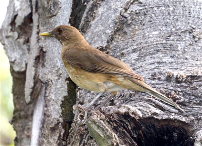 753 - CLAY-COLORED THRUSH (12-12-2022) national buttrerfly center, mission, hidalgo co, tx -01