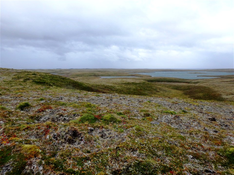Fall colors at Izembek
