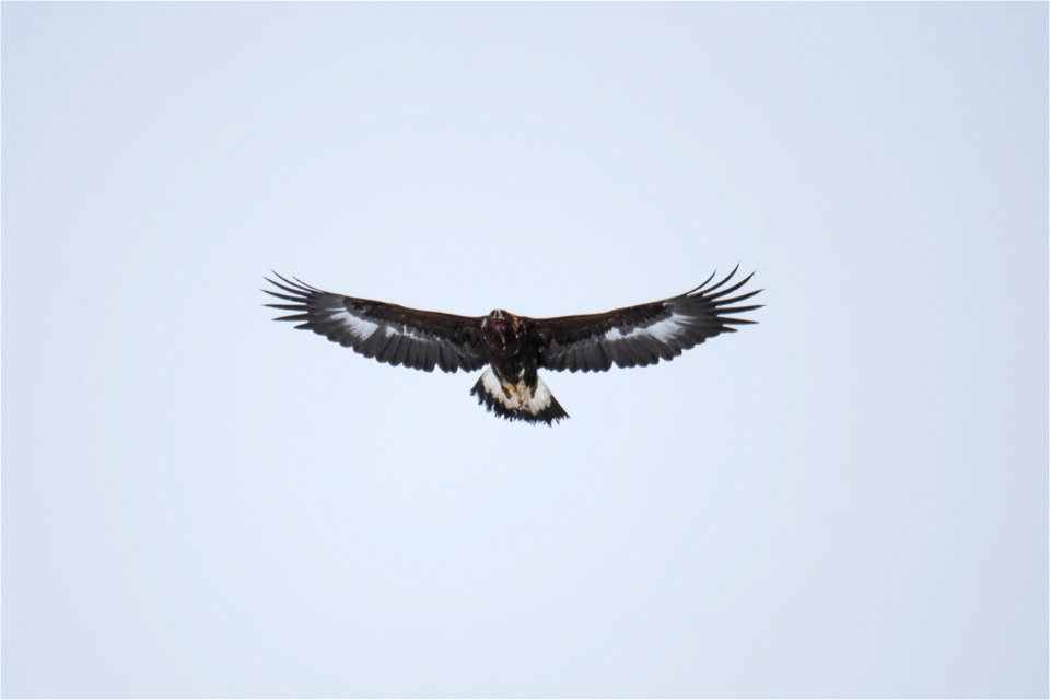Golden Eagle in Flight on the National Elk Refuge
