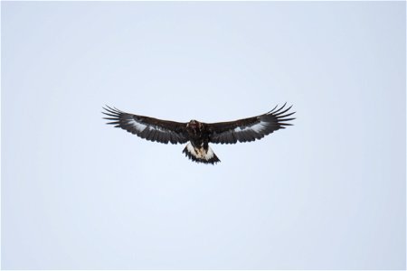 Golden Eagle in Flight on the National Elk Refuge photo