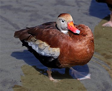 003 - BLACK-BELLIED WHISTLING-DUCK (02-12-2023) birding center, south padre island, cameron co, tx -02