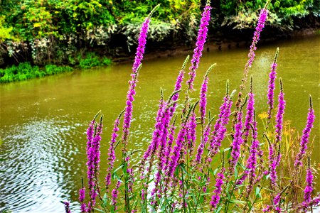River Medway