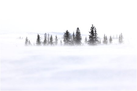 Spruce trees in blowing snow photo