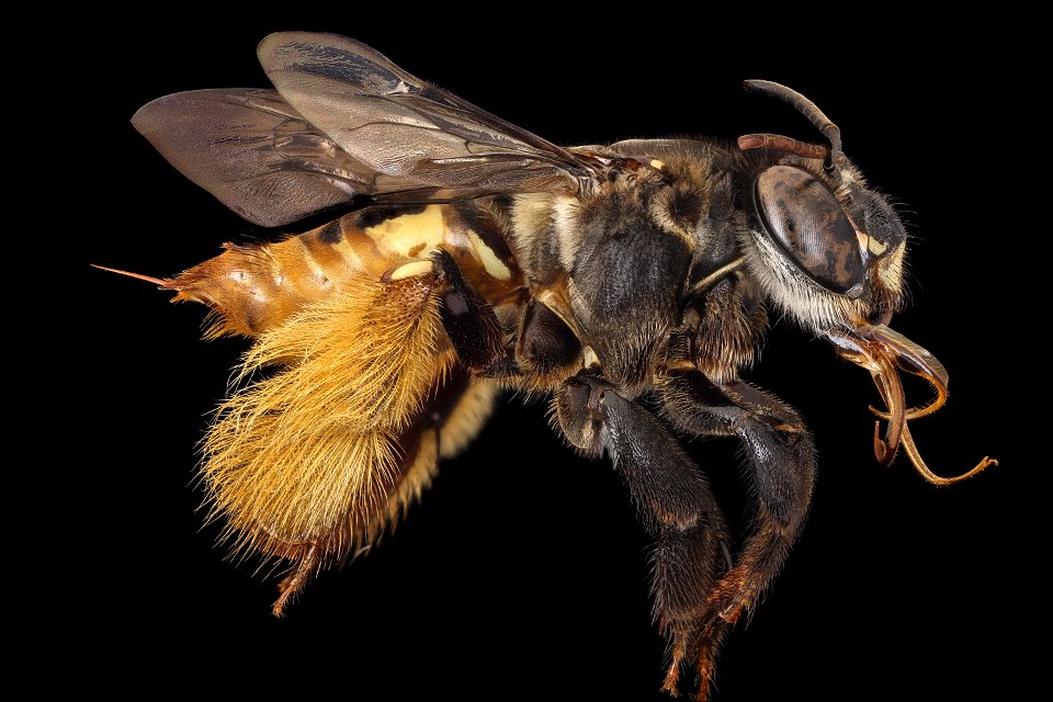 Epicharis albofasciata, f, right_2021-08-12-13.59.00 ZS PMax UDR