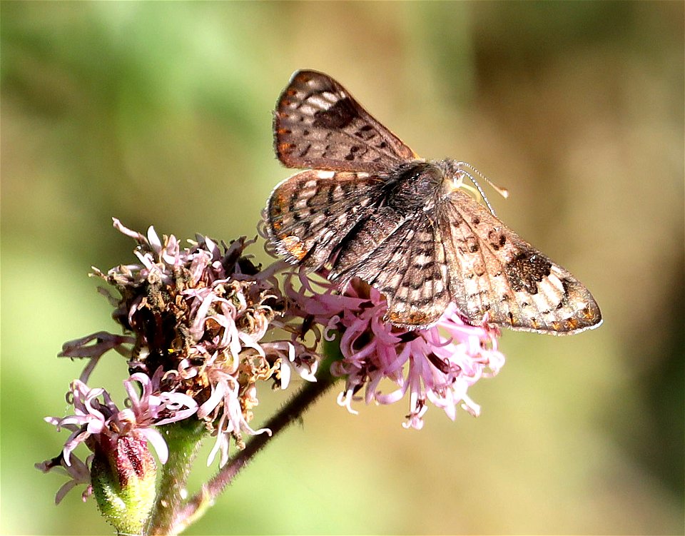 METALMARK, WALKER'S (Apodemia walkeri) (12-08-22) coastal fisheries, brownsville, cameron co, tx -01