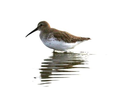 324 - DUNLIN (9-11-2021) lake tolowa, del norte co, ca -01