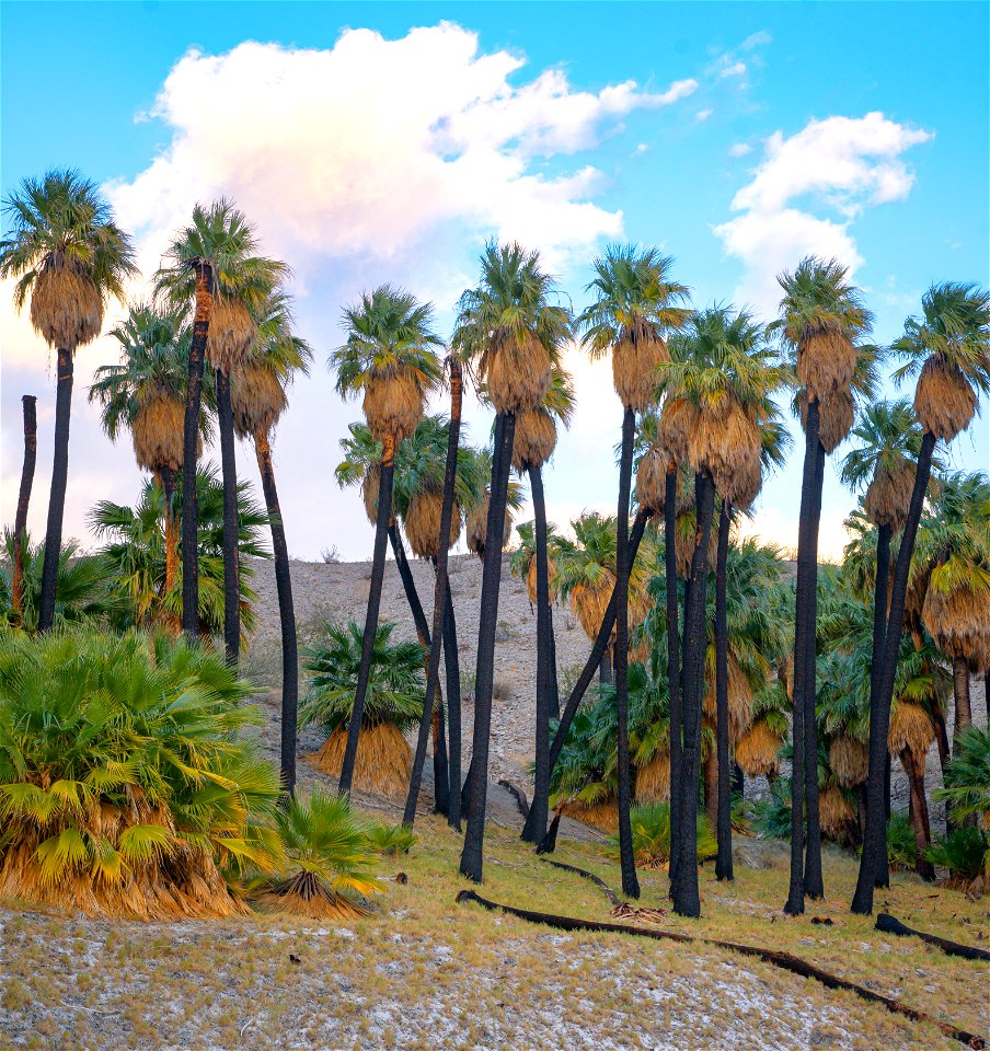 Coachella Valley Preserve photo