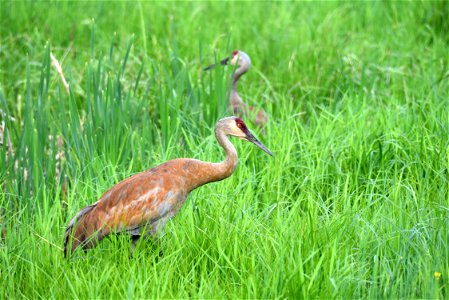 Sandhill cranes photo