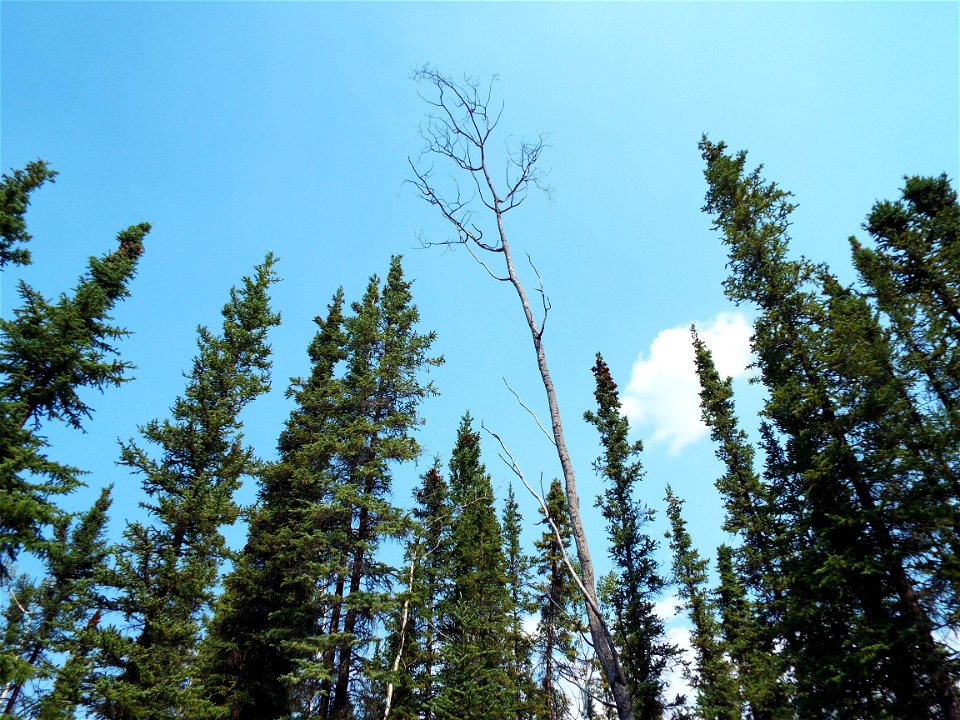 2015_Tetlin_SC_SsingYourselfinNature (4)