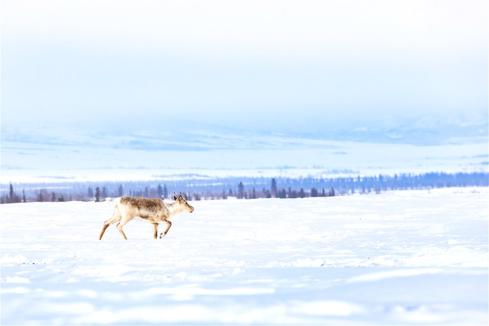 Caribou walking beside a winter trail on Selawik National Wildlife Refuge