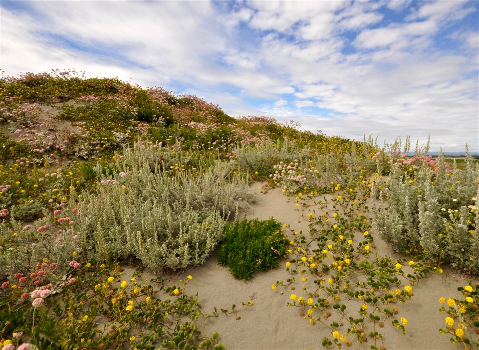 Ma-l'el Dunes photo