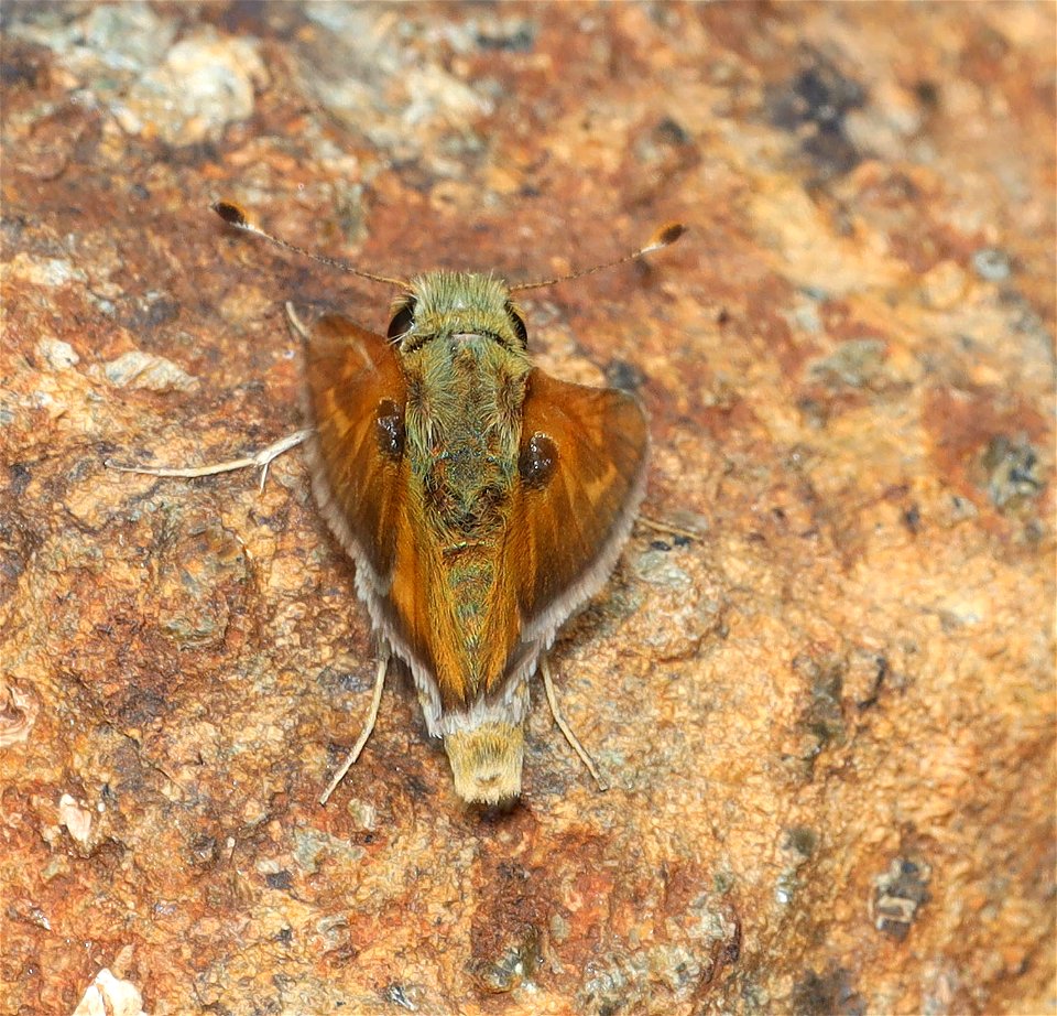 SKIPPER, COLUMBIAN (Hesperia columbia) (05-15-2022) 8 dollar mountain botanical wayside, josephine co, or (8)