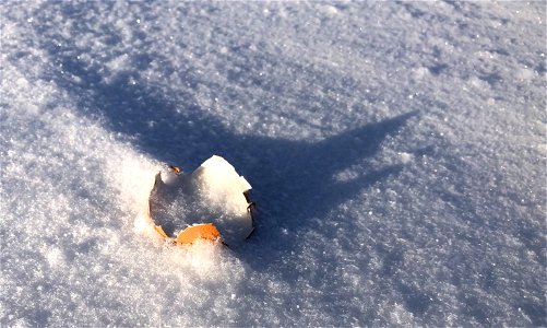 They Said No Egg Left Behind!