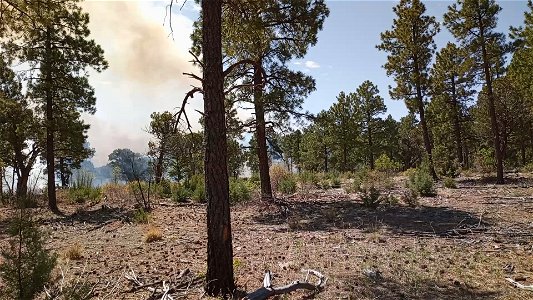 Thunderbird Prescribed Burn