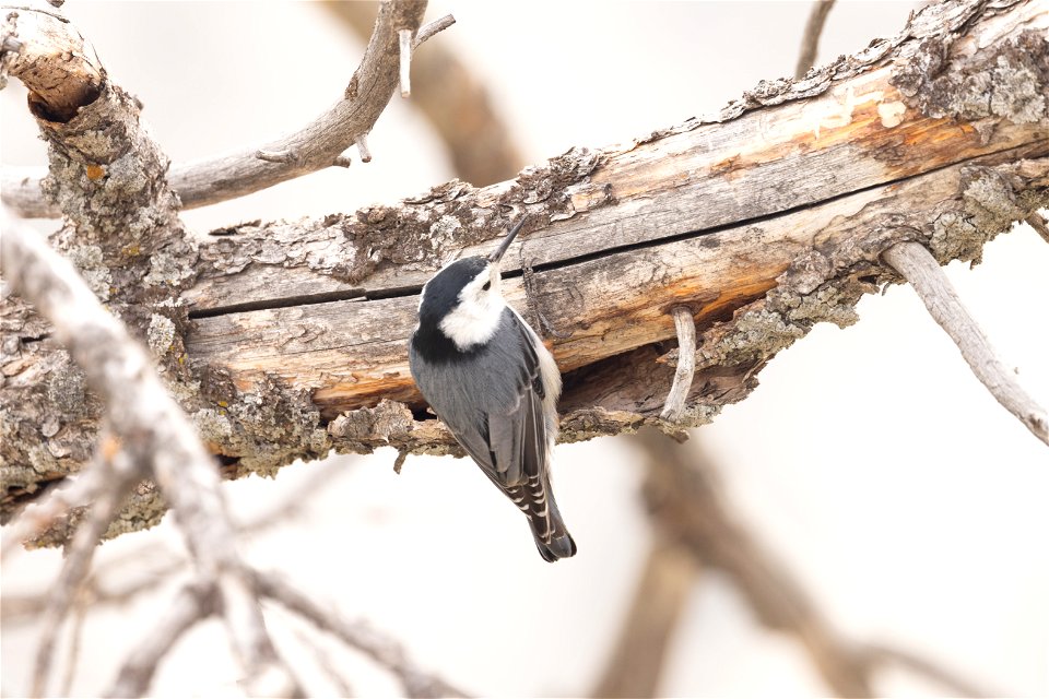 White-breasted nuthatch in Mammoth (3)