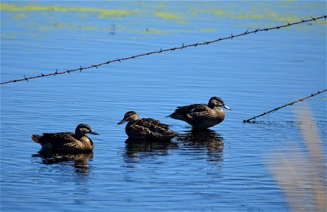 Blue-winged Teal on Krell WPA Lake Andes Wetland Management District South Dakota photo