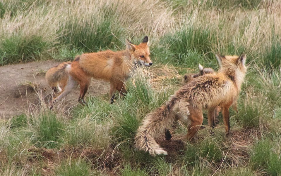 Parenting Fox Style
