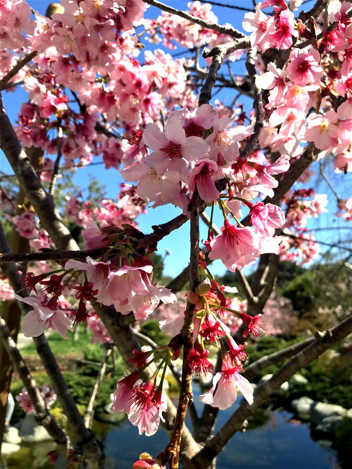 Cherry Blossoms