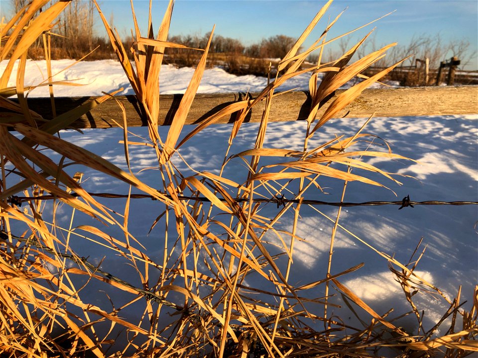 All Along the Fenceline