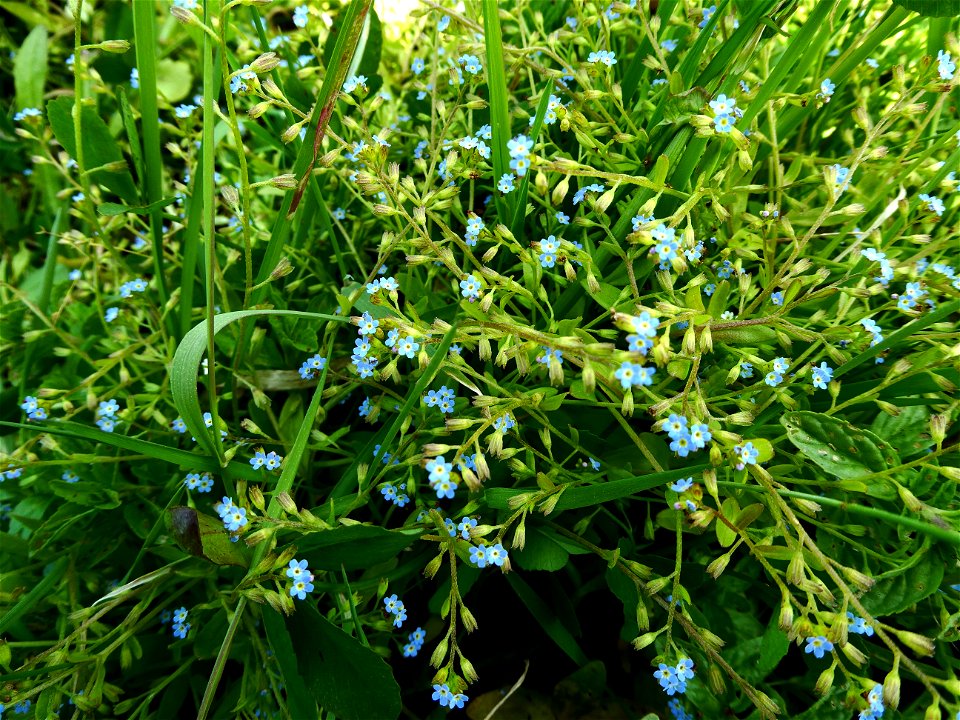 Myosotis sicula Guss., 1843
