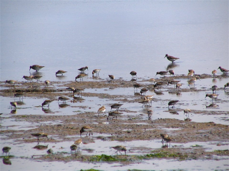 Western Sandpipers