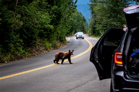 Why did the black bear cross the road?