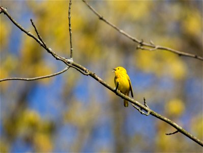 Yellow Warbler