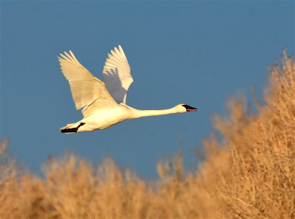 Trumpeter swan at Seedskadee National Wildlife Refuge