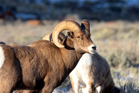 Bighorn Sheep on the National Elk Refuge