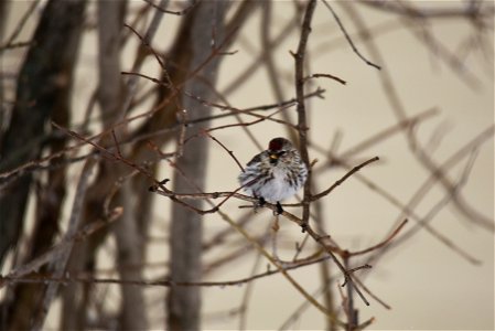 Common redpoll photo