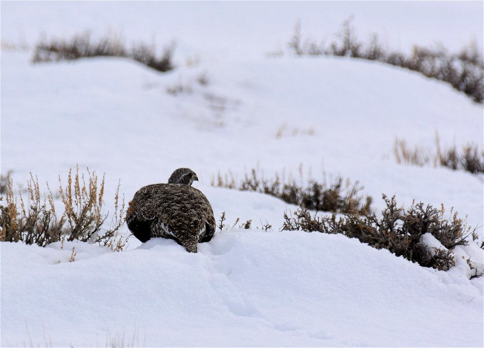 Greater sage-grouse on Seedskadee National Wildlife Refuge