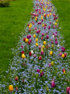 Herestrau Park in spring (69)