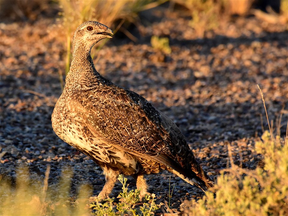 Greater sage-grouse at Seedskadee National Wildlife Refuge