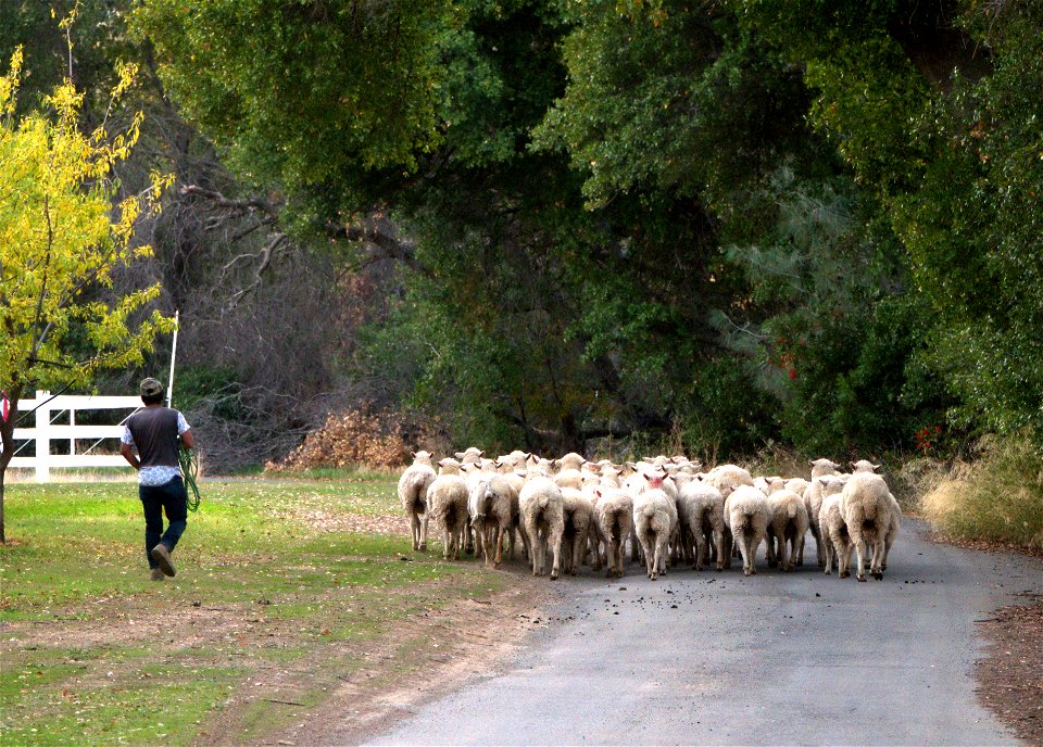 Traffic Jam in Esparto, CA