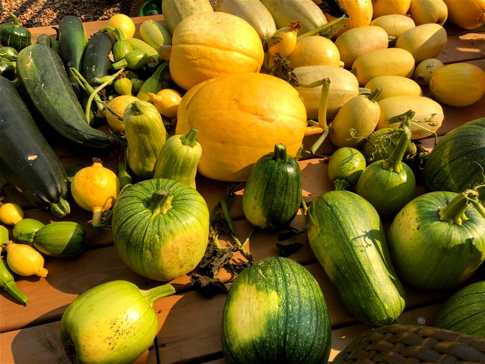 2021/365/261 The Harvest Has Happened