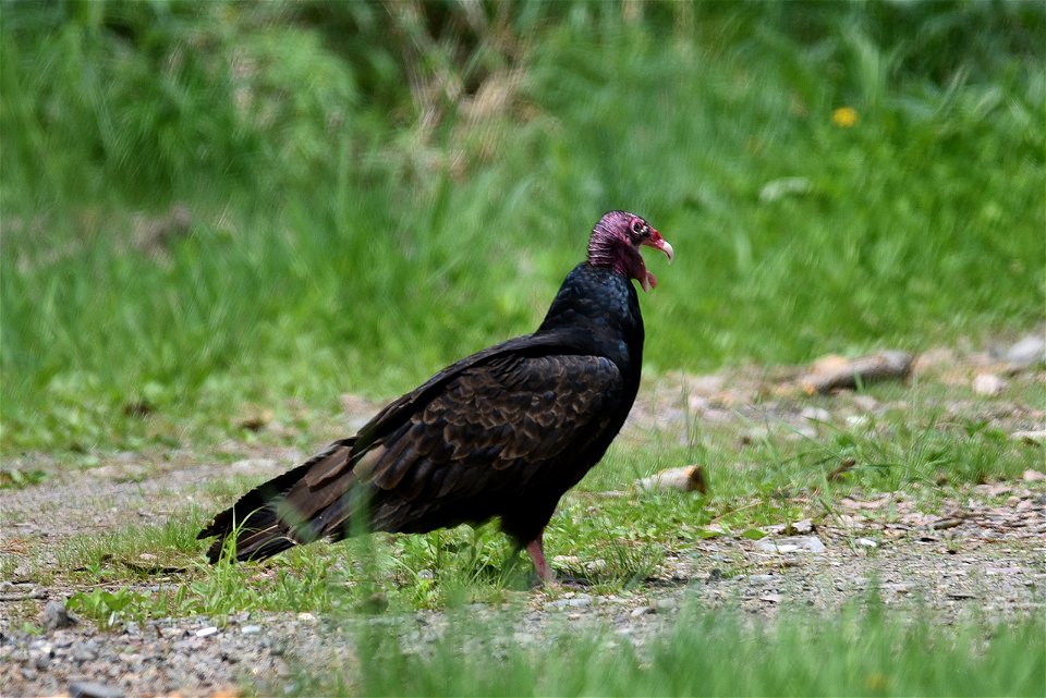 Turkey vulture photo