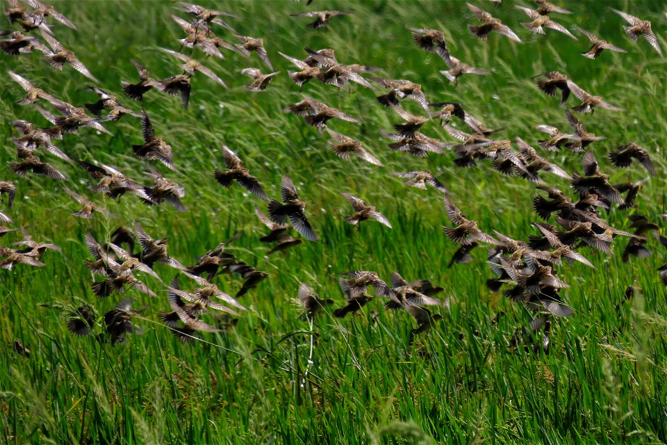 Bobolinks. Massive flocks visit the rice felds as they migrate through Florida in the fall. photo