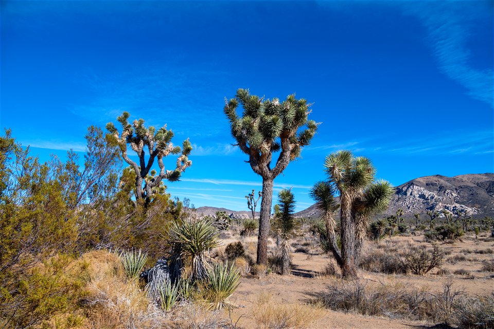 Joshua Tree National Park